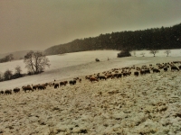 schafe-im-graesig-winter-von-rudolf-muehl